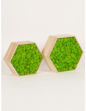 Preserved moss hexagon frame 