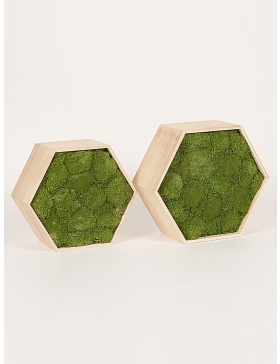 Preserved green moss hexagon frame 