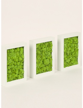3 frames with preserved green moss set