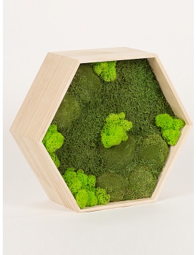 Preserved green moss hexagon frame 34cm
