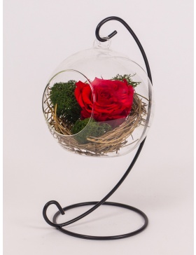 Preserved rose in hanged ball